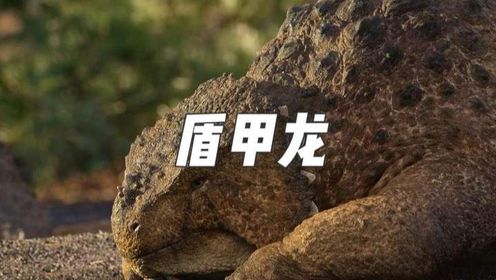 盾甲龙——地球上最早的巨型食草动物_高清1080P在线观看平台_腾讯视频