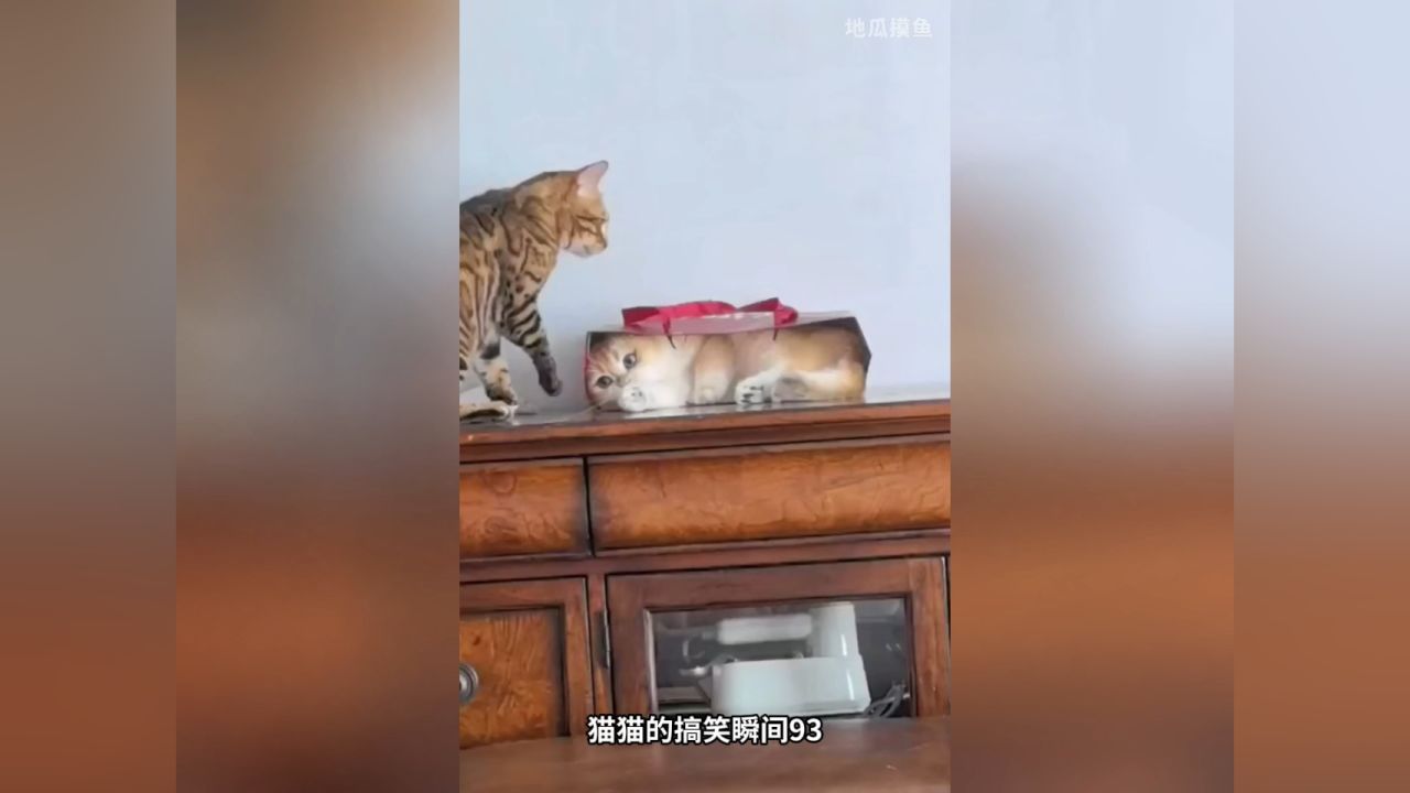猫猫的搞笑瞬间93_高清1080P在线观看平台_腾讯视频