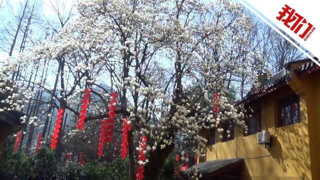 法喜寺500年树龄玉兰树开花 雪白繁花开满巨大树冠引游客纷纷围观表白“很喜欢”