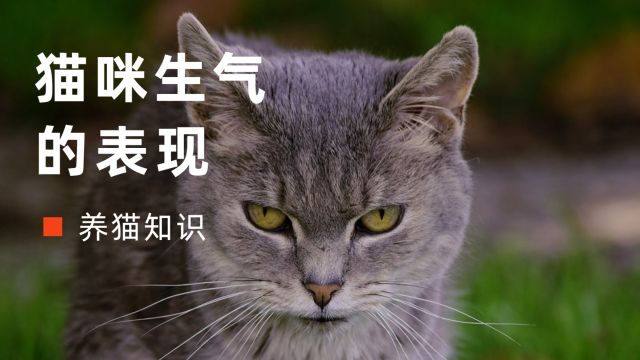 猫咪有这几种表现,说明是真的生气了!