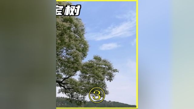 中国仅存的最后一棵宝树,日本想花1亿买走,网友:绝不能卖3#奇闻趣事#科普一下#冷知识#降龙树#大自然.