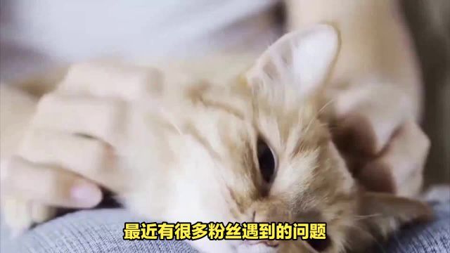 猫咪应激反应全解析:症状与应对方式一览