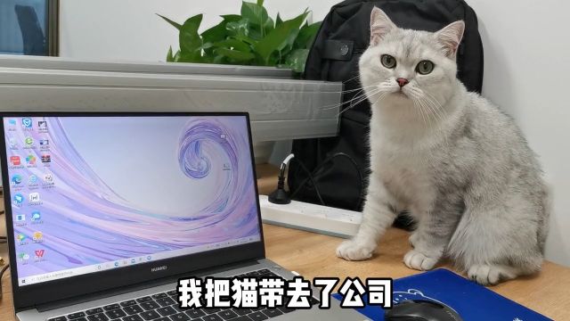 我只不过把猫留在公司一晚,竟然ⷂ𗂷ⷂ𗂷