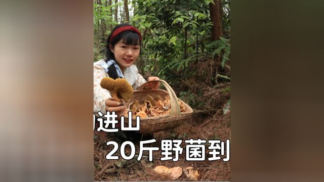 村里山上枞菌扎堆长,妹子笨鸟先飞错峰上山,20斤粘盖乳牛肝菌轻松到手