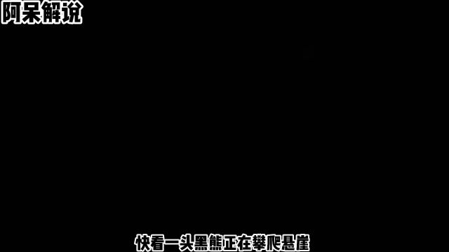 这是一个励志的视频,小熊向我们诠释只要你不放弃坚持到底,终会看见胜利的曙光#熊 #动物世界