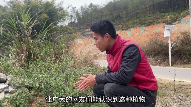 我国大江南北不起眼的龙葵,1斤卖到680块钱,赶紧认识下