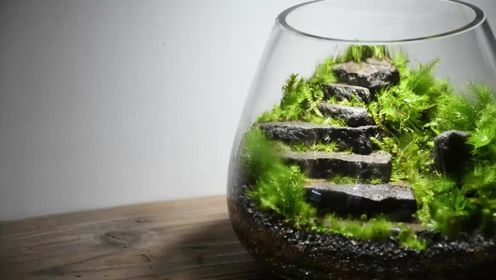 【石阶苔藓造景】藏在玻璃罐里的自然微景观