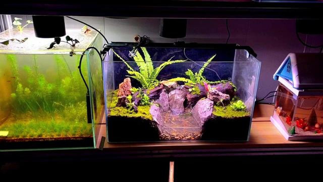 自制低成本水陆缸,做法简单易上手,后期饲养各种昆虫#鱼缸造景 #生态