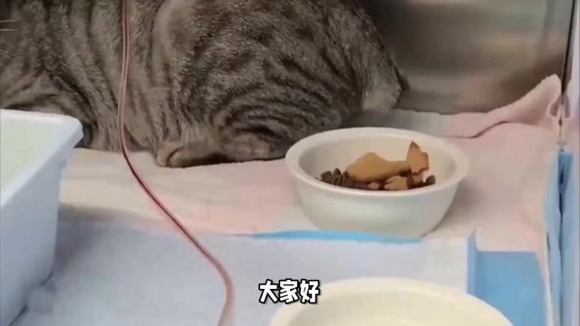 三分钟做好一顿简单营养又好吃的猫饭