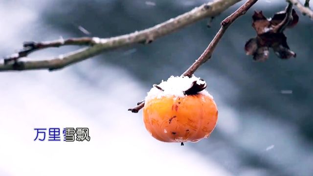 沁园春 雪(演唱 扬晓宁)