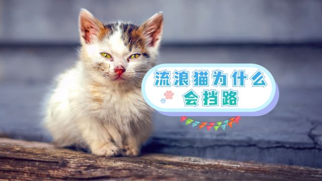 你知道为什么流浪猫会挡路吗?代表着什么含义?