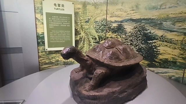 四川自贡小众景点恐龙博物馆(与恐龙并生的其它生物)!