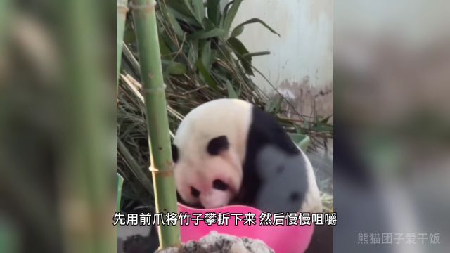 熊猫为什么喜欢吃竹子的原因找到了