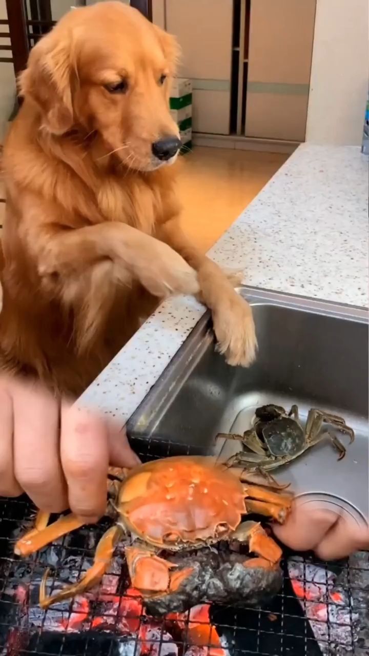 金毛轮胎拯救螃蟹螃蟹做梦都没想到.