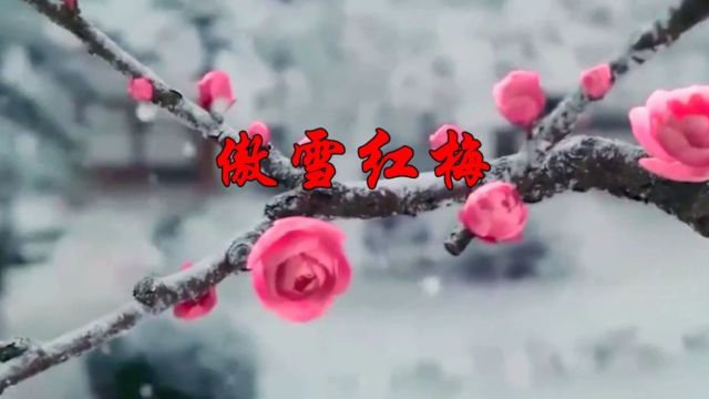 歌曲《傲雪红梅》(于武东作词,李彦秋作曲、苗福慧演唱) ‖ 放歌东方