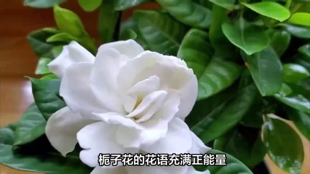 栀子花的花语和象征意义