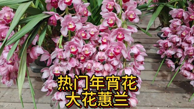 热门年宵花,大花蕙兰美得不可方物,震撼无比