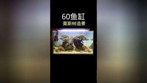 60厘米鱼缸造景,树上的水草能换两个鱼缸0202