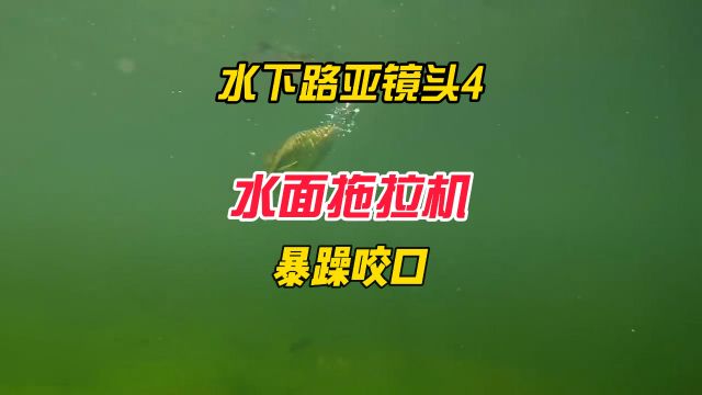 水下路亚镜头4:水面拖拉机,看暴躁咬口,非常刺激