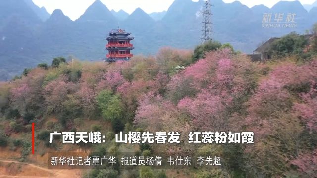 广西天峨:山樱先春发 红蕊粉如霞