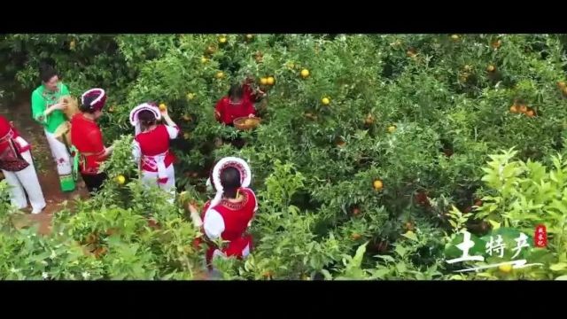 【乡村振兴】宾川县做实“土特产”文章 建世界一流水果之乡