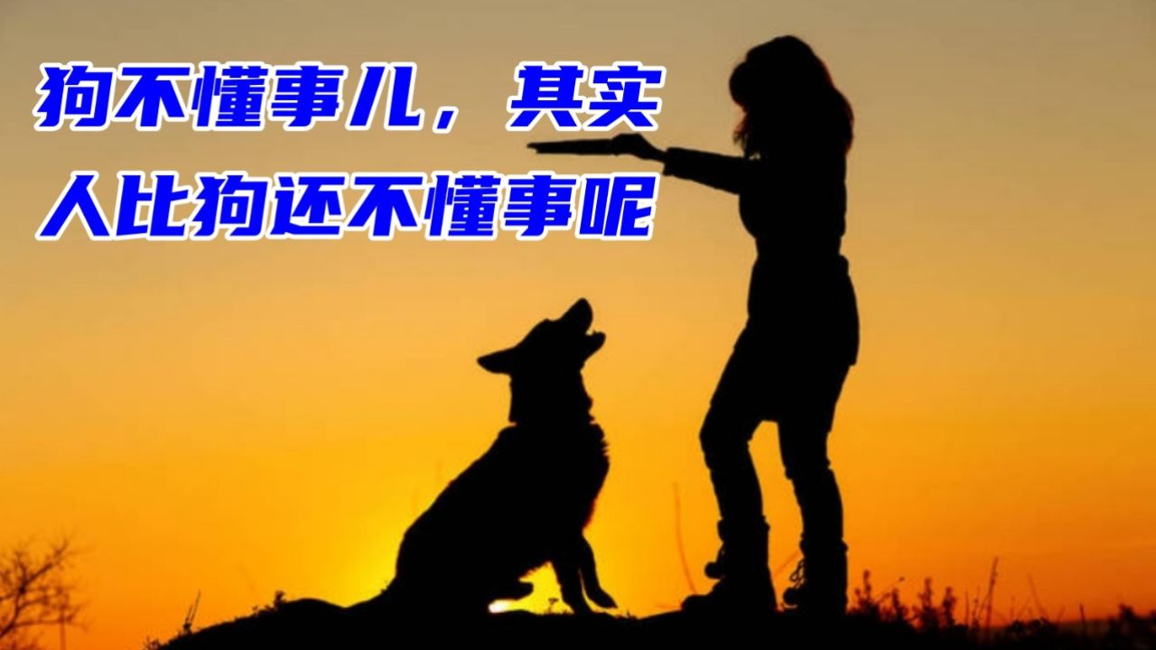 狗不懂事儿,其实人比狗还不懂事呢
