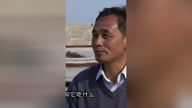 养殖麻蜥蜴,成本会不会太高呢?它都吃点啥呢?