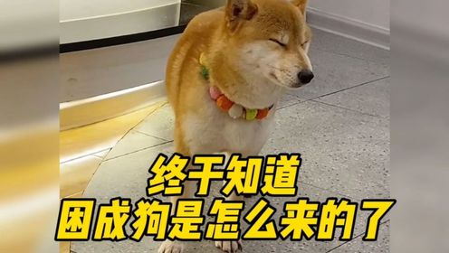 终于知道,原来困成狗是这样来的_高清1080P在线观看平台_腾讯视频