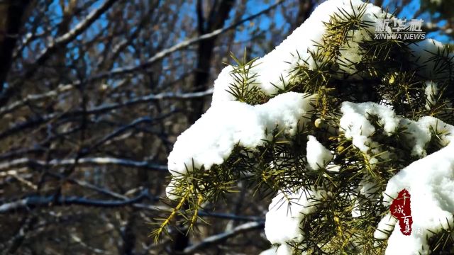 千城百县看中国丨山东巨野:湿地雪韵别样美