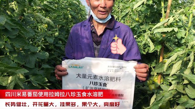 水溶肥品牌四川米易番茄使用拉姆拉八珍玉食大量元素水溶肥,挂果多,果个大,亮度高