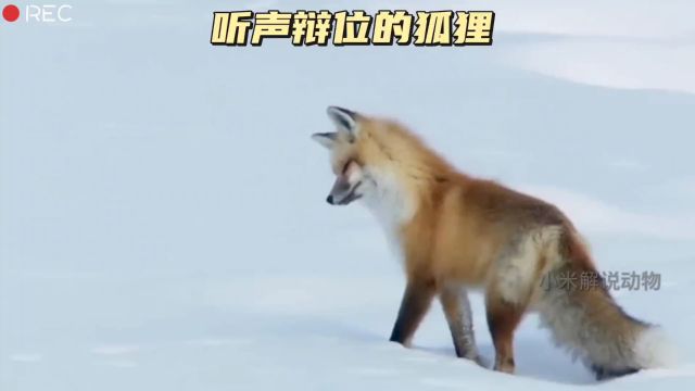 狐狸的听觉太灵敏了,看狐狸雪地里听声辩位#