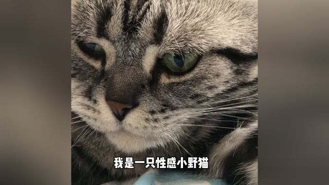 我镜头下的小猫