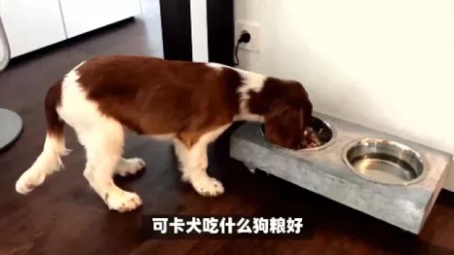 可卡犬吃什么狗粮好?推荐福派斯狗粮