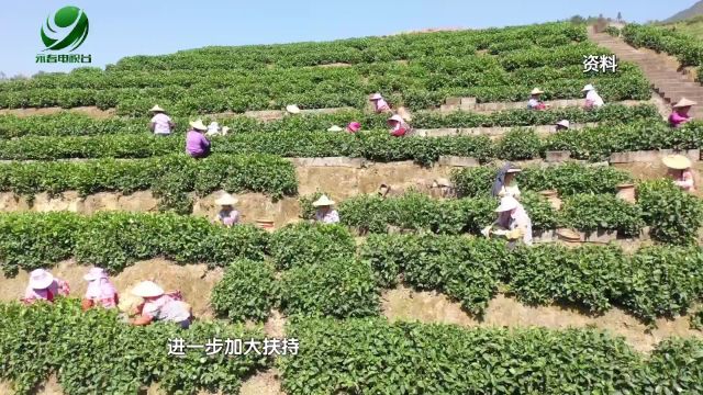 【乡村振兴进行时】苏坑镇:持续推进佛手茶SC生产许可申办 做优做强茶品牌