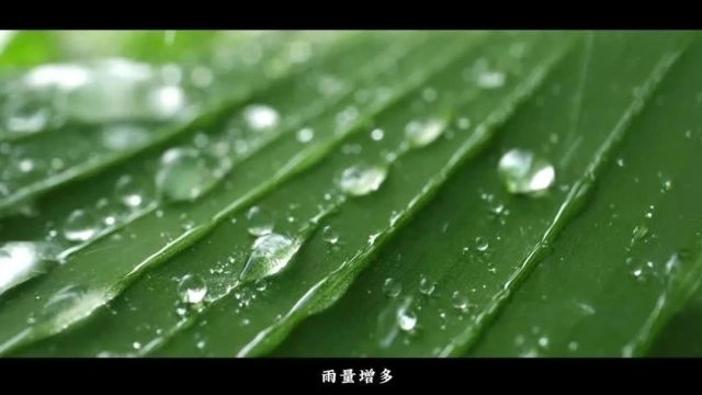 雨水:雨水育苗 修身塑形