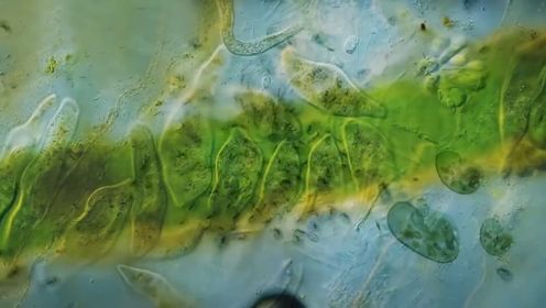 第165集 蓝藻：造成了地球历史上第一次大灭绝事件