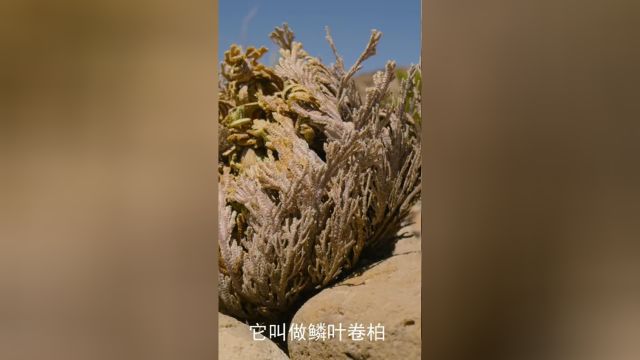 它的别名叫做九死还魂草,能以假死状态存活数十年,遇水就可复活科普