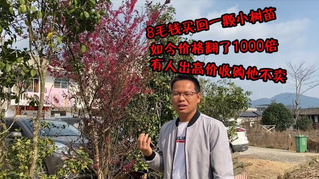 8毛钱买回一颗小树苗,如今价格涨了1000倍,有人出高价收购他不卖