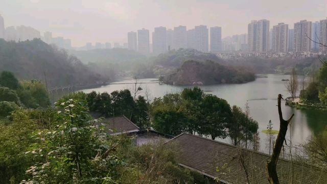 走进彩云湖湿地公园,湖水碧波荡漾,水中杉树挺立、水草青青.