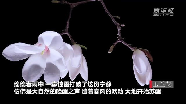 惊蛰:一声惊雷响 百花尽争春