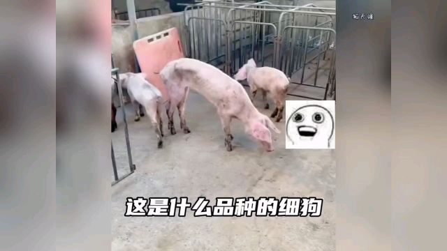 这是什么品种的细狗!