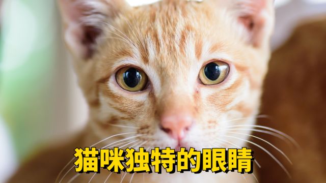 猫咪眼睛知识,你知道多少?