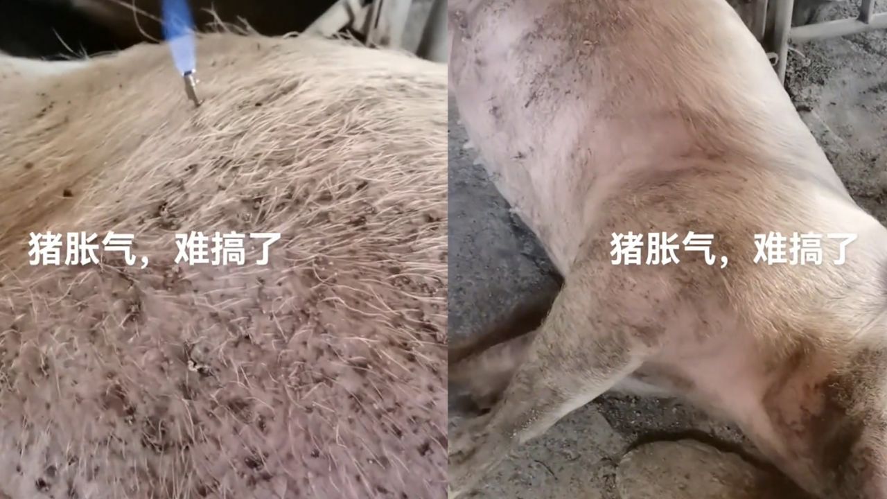 猪肚子胀用针放气图解图片