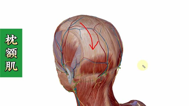 【枕额肌】3D解剖——头顶的“帽子”!头皮痛、前额痛、枕后痛的重要肌肉!4个方面全方位讲解——天下明医平台简灵奇针