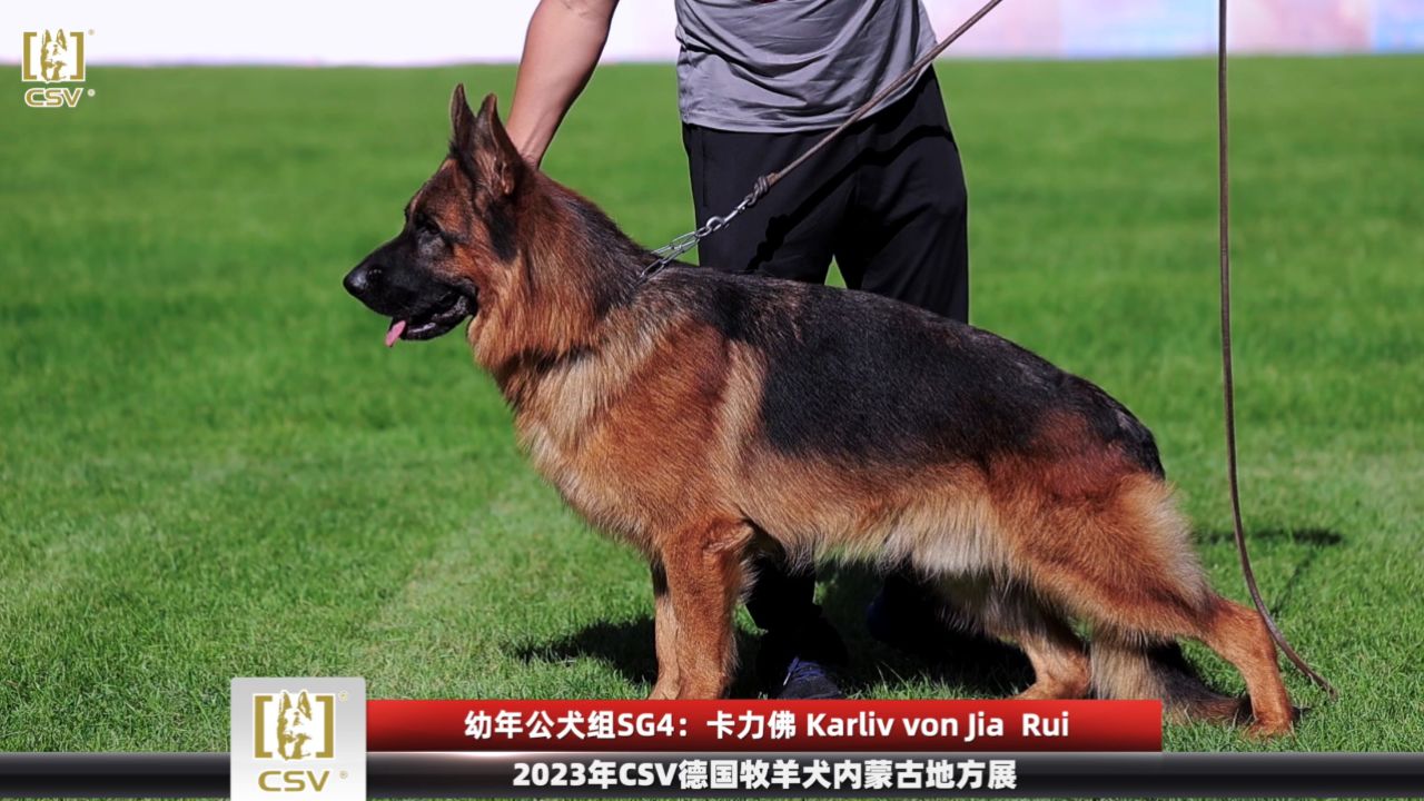 2023年csv德国牧羊犬内蒙古地方展幼年公犬组sg4犬只讲评