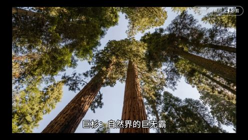 巨杉自然界中的巨无霸
