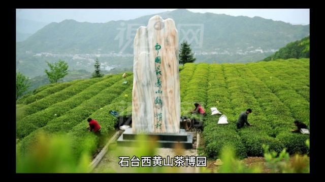 【石台踏青旅游开心】之八西黄山茶旅度假区