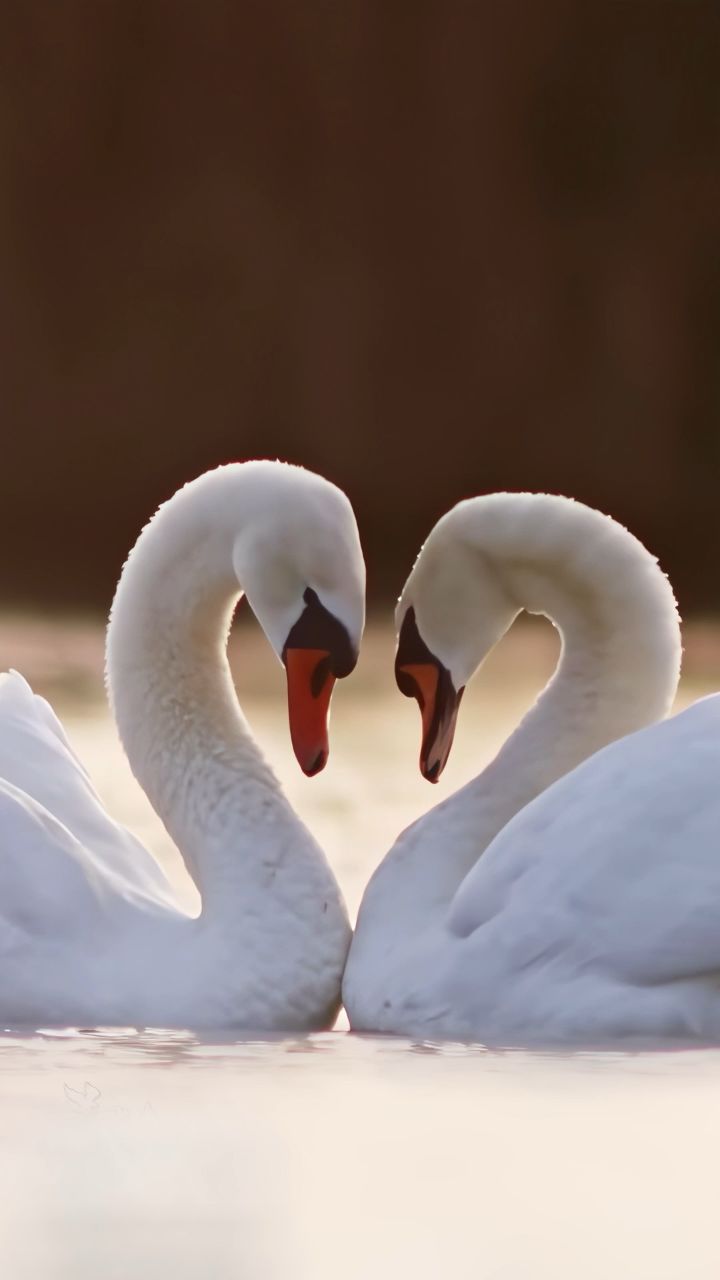 人们说,优鼻天鹅的爱情如同星空般深邃.