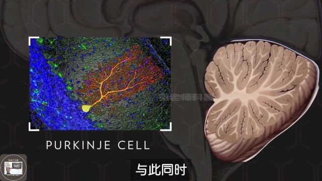 生命本能:男性生殖系统是如何工作的?