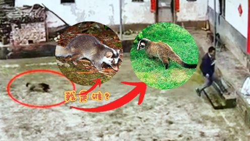 重庆垫江监控拍下不明野生动物闯入村民家，咬伤大狗还追咬主人，如此凶猛会是哪种动物？